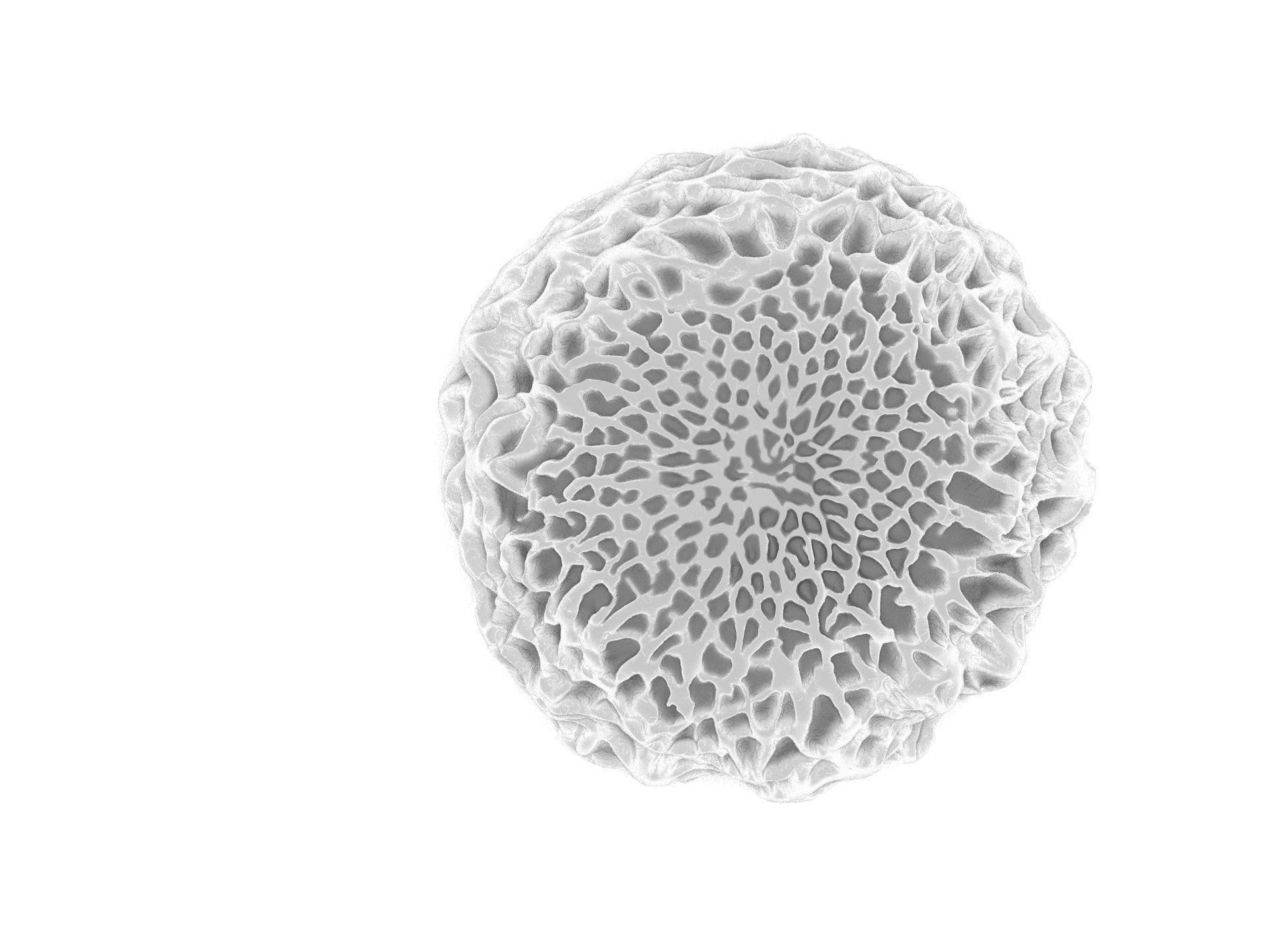 Butterfly egg 3D model_3