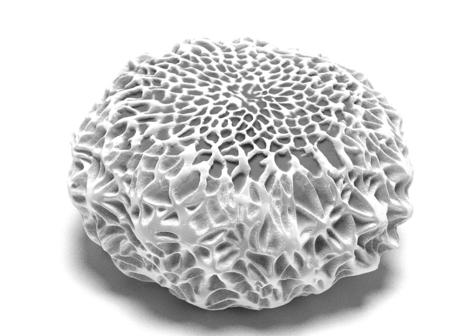 Butterfly egg 3D model_4