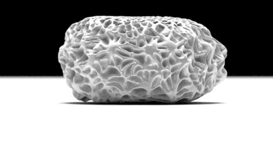 Butterfly egg 3D model_0