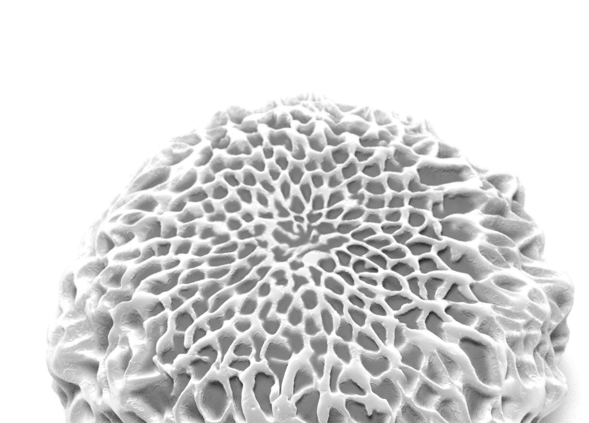 Butterfly egg 3D model_2