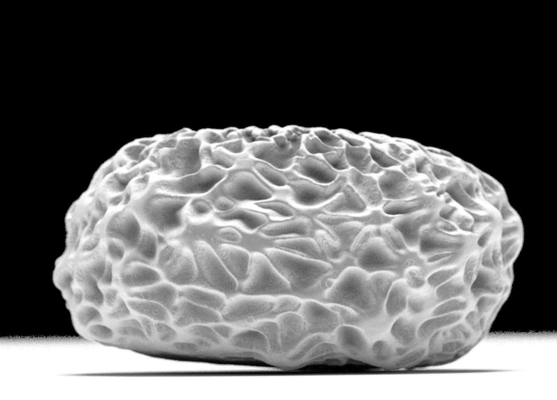 Butterfly egg 3D model_1