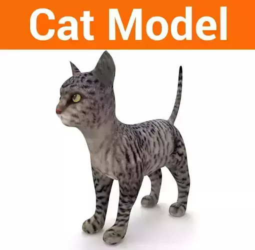 3d Pet Cat low poly Model