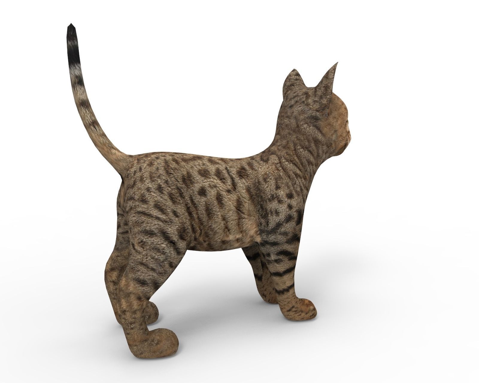 3D Cute pet cat model  Low-poly 3D model_4