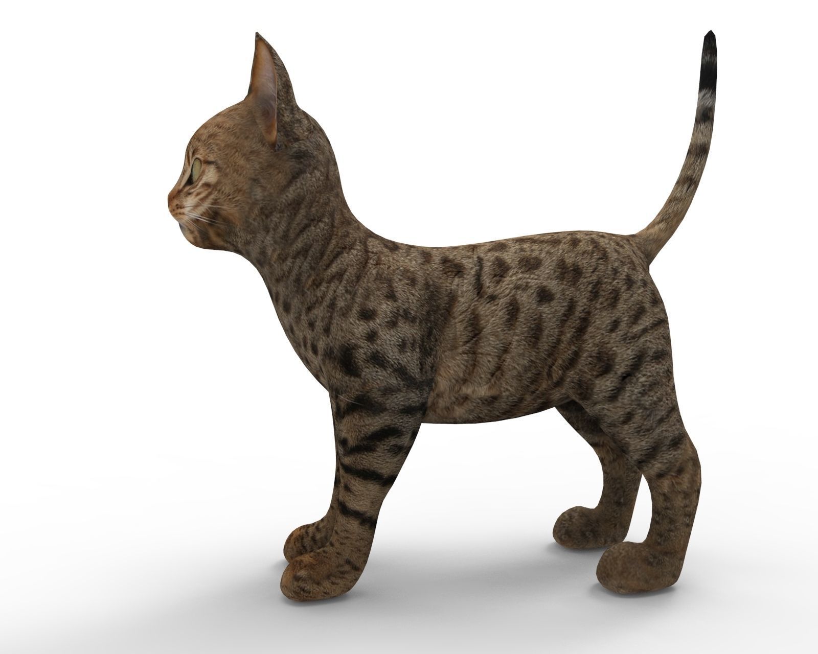 3D Cute pet cat model  Low-poly 3D model_2