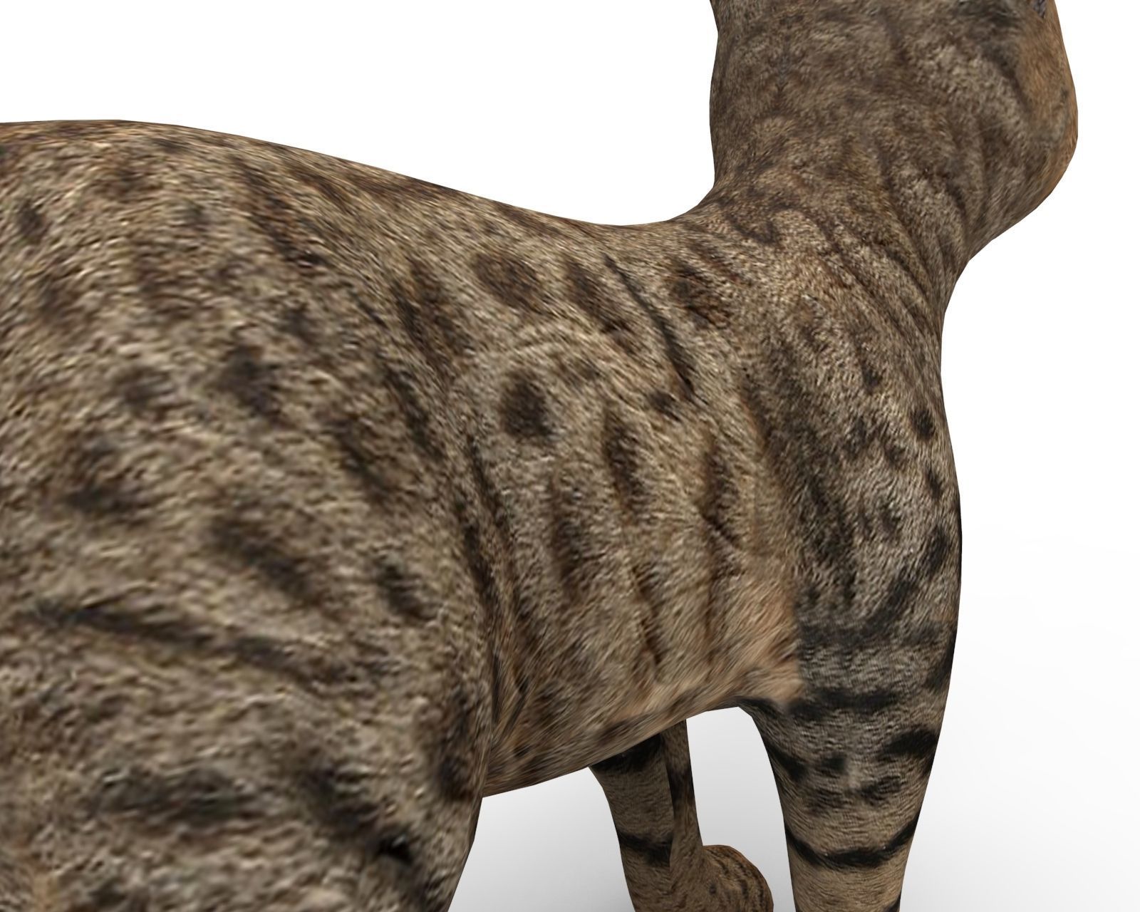 3D Cute pet cat model  Low-poly 3D model_9