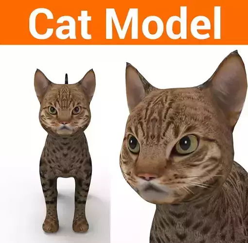 3D Cute pet cat model 