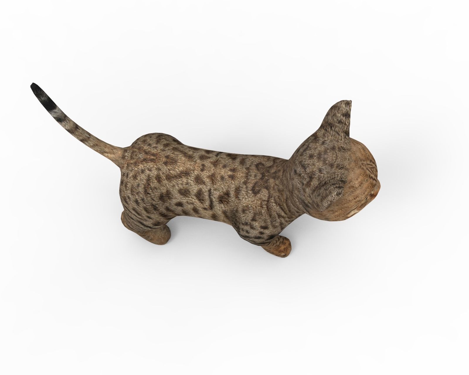 3D Cute pet cat model  Low-poly 3D model_5