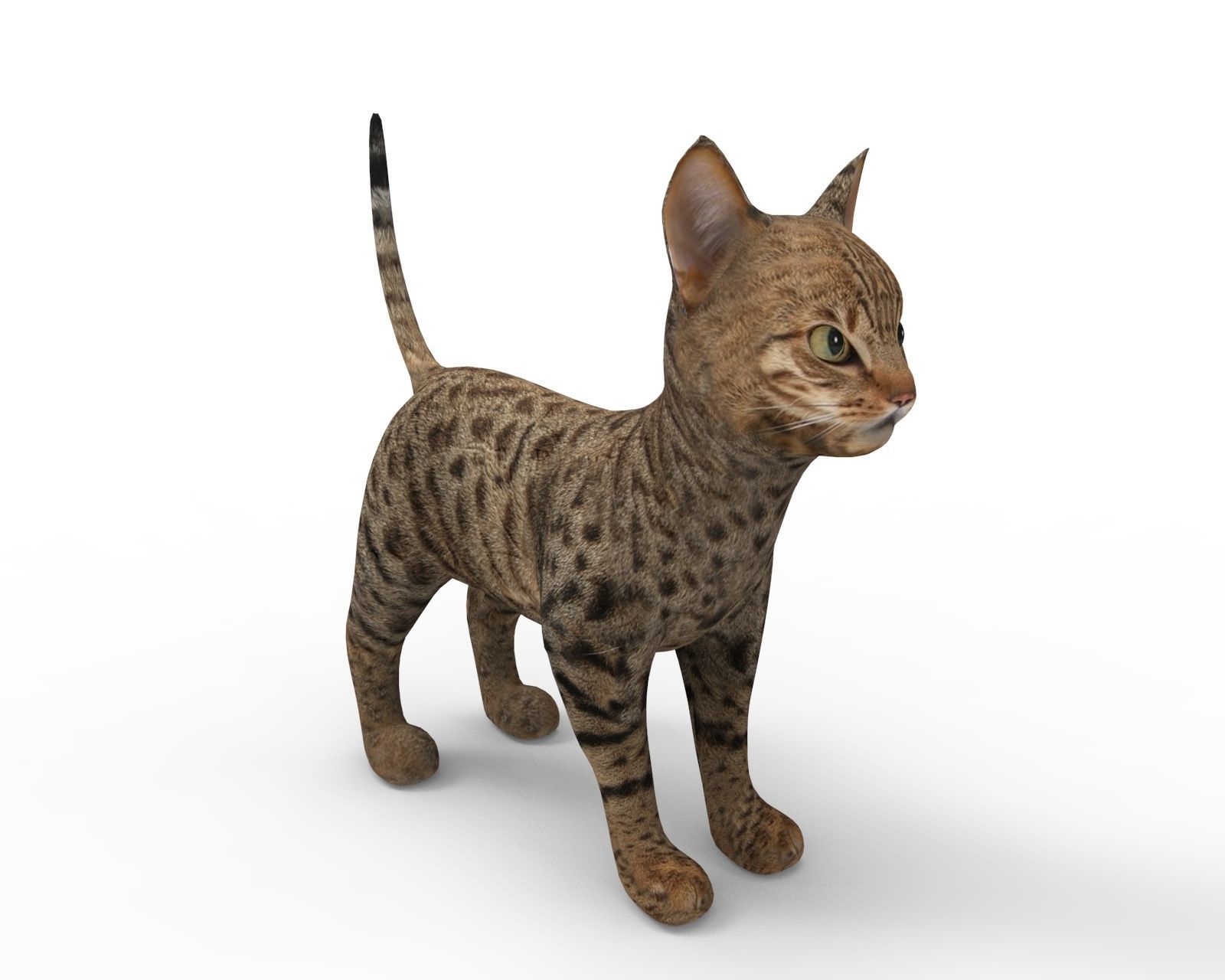 3D Cute pet cat model  Low-poly 3D model_3