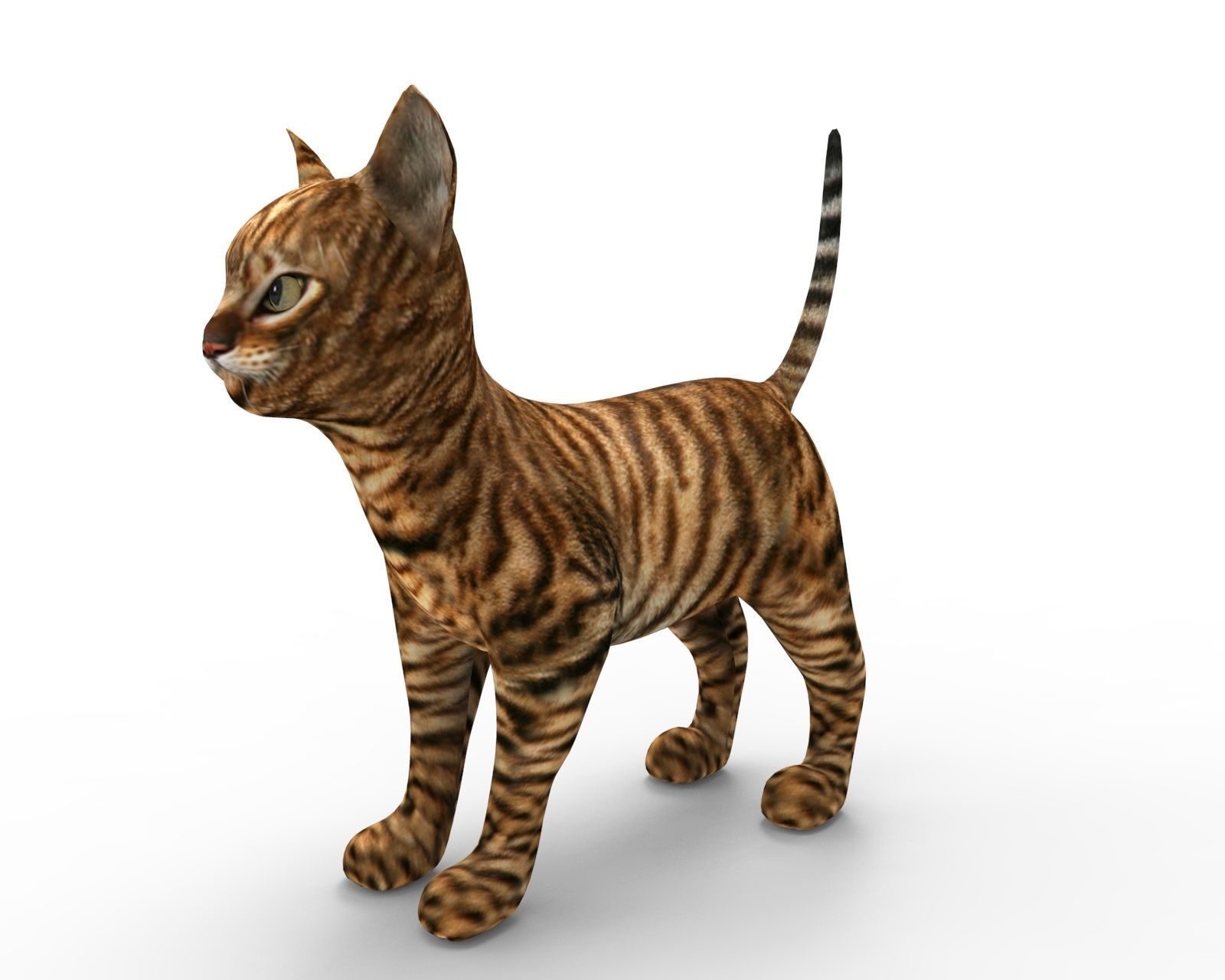 3d Wild Cat low poly  Low-poly 3D model_1