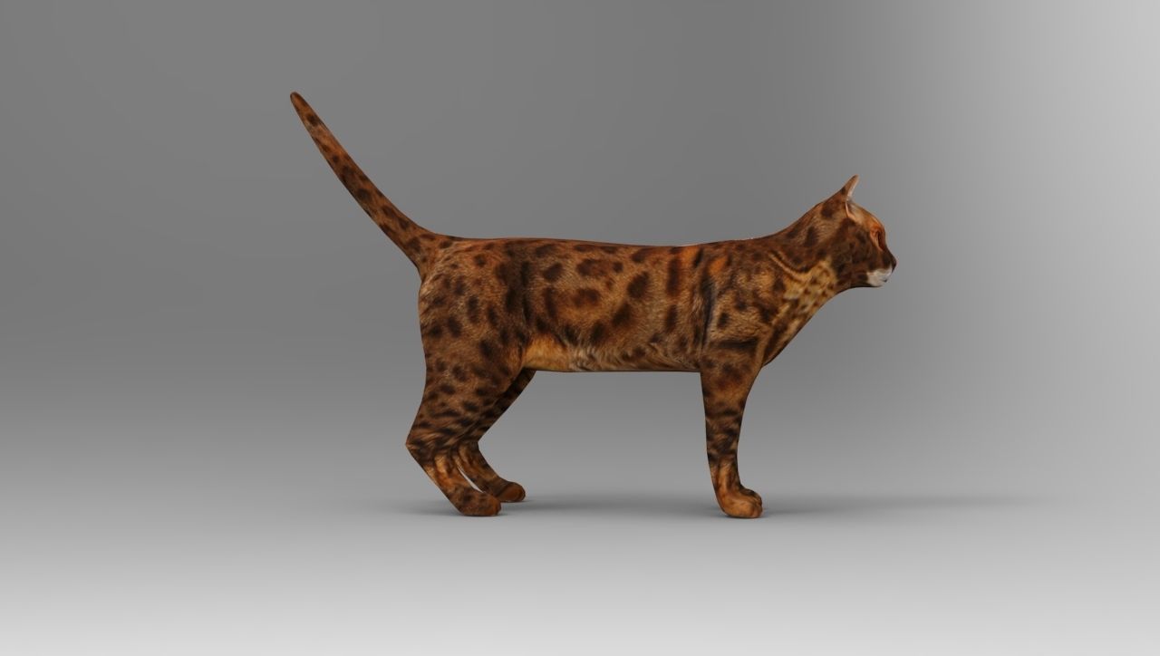 Cat game ready low poly model bengal Low-poly 3D model_14