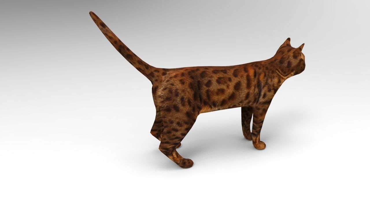 Cat game ready low poly model bengal Low-poly 3D model_5