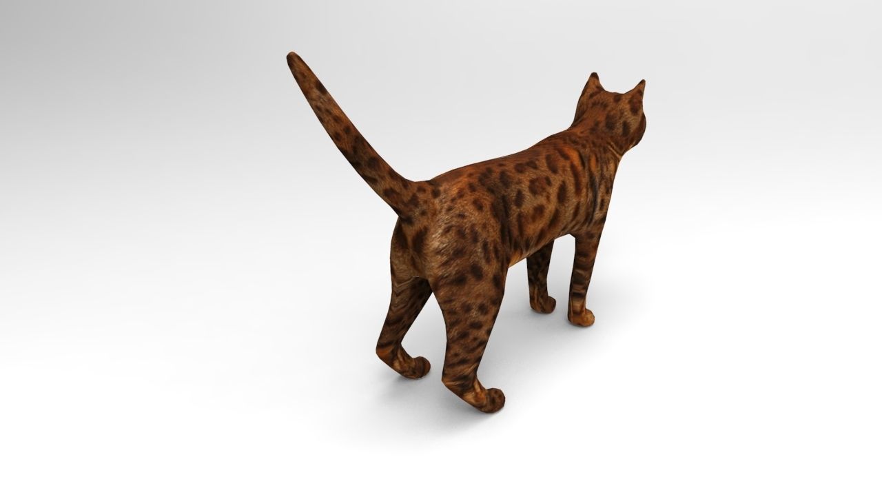 Cat game ready low poly model bengal Low-poly 3D model_4