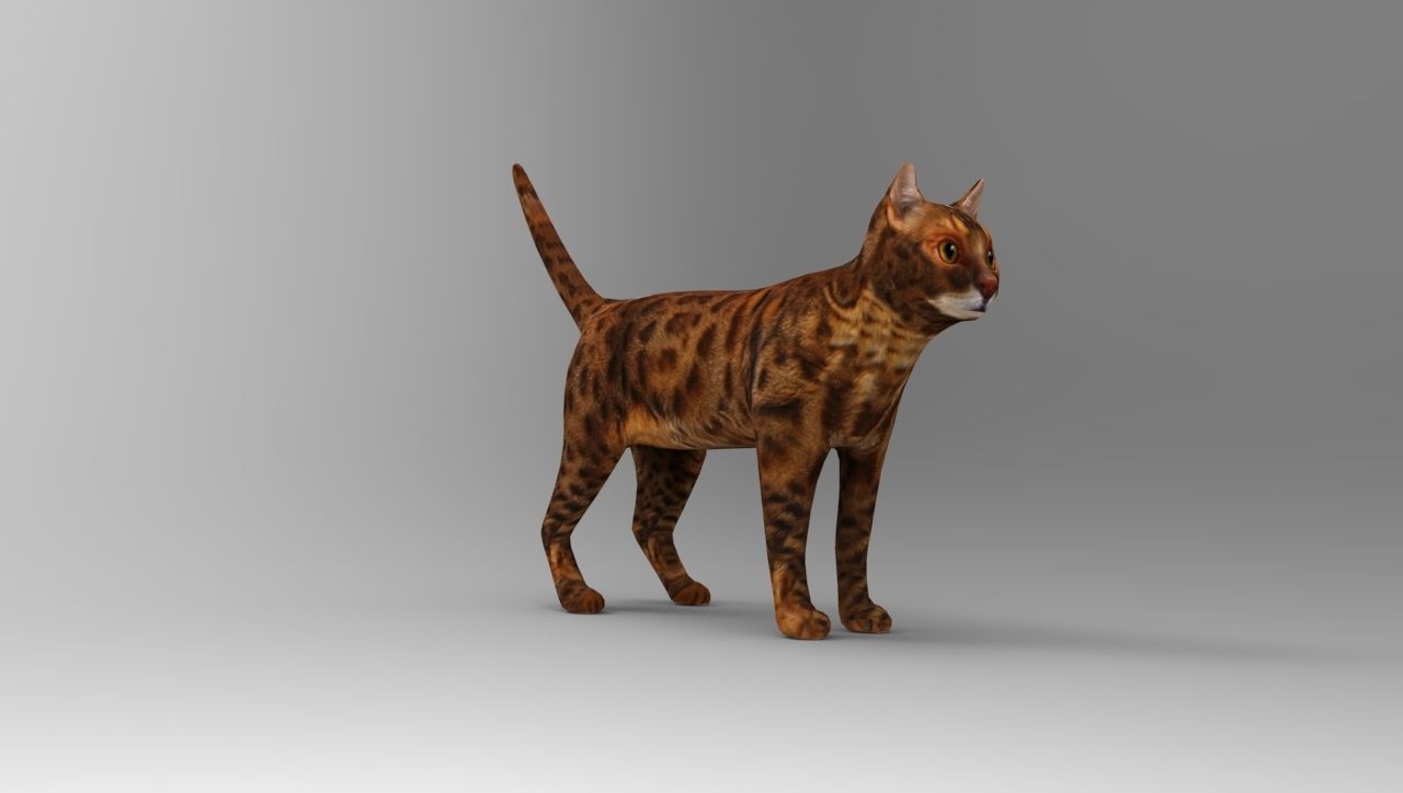 Cat game ready low poly model bengal Low-poly 3D model_13