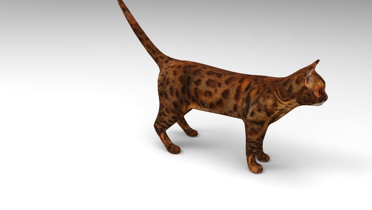 Cat game ready low poly model bengal Low-poly 3D model_6