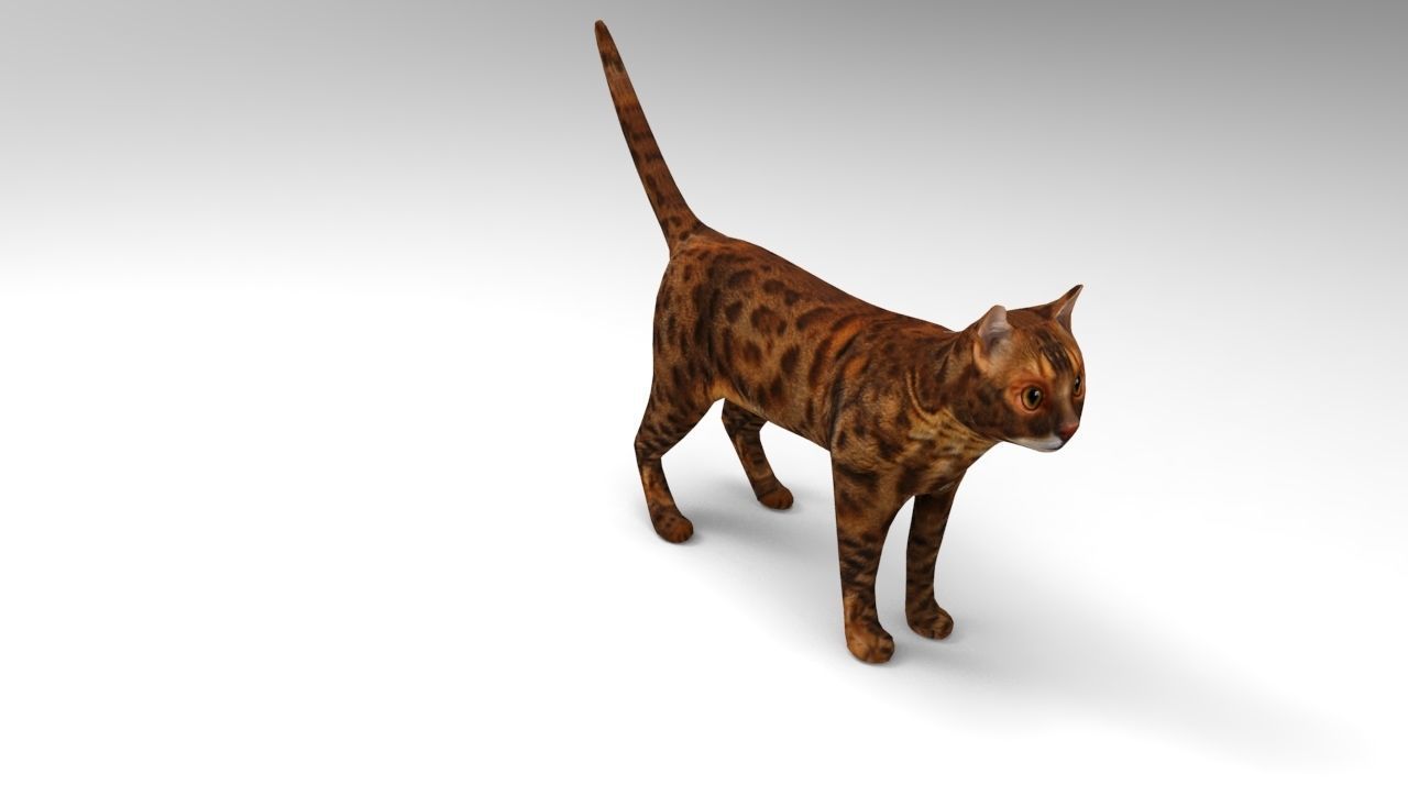 Cat game ready low poly model bengal Low-poly 3D model_7