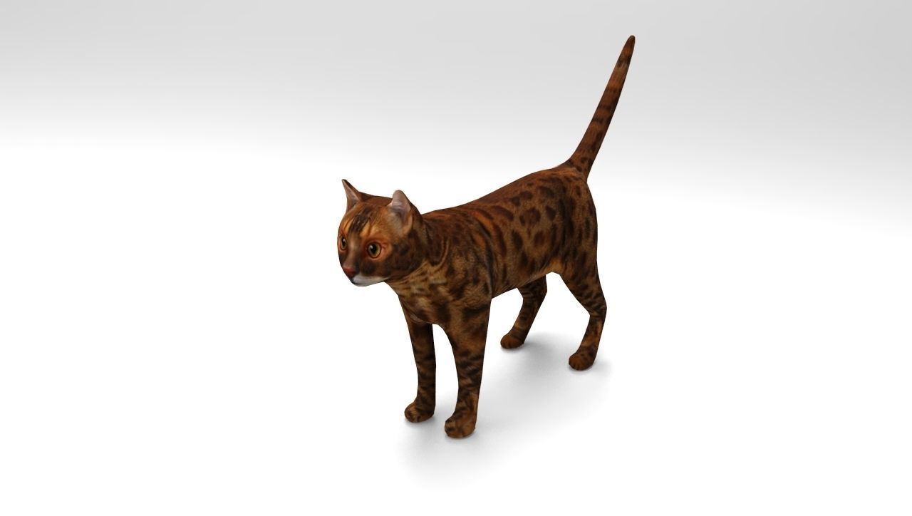 Cat game ready low poly model bengal Low-poly 3D model_10