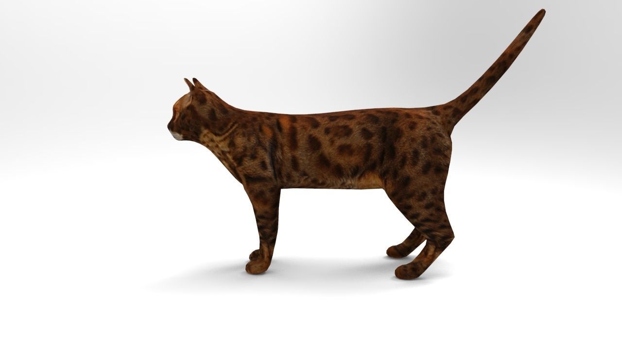 Cat game ready low poly model bengal Low-poly 3D model_1