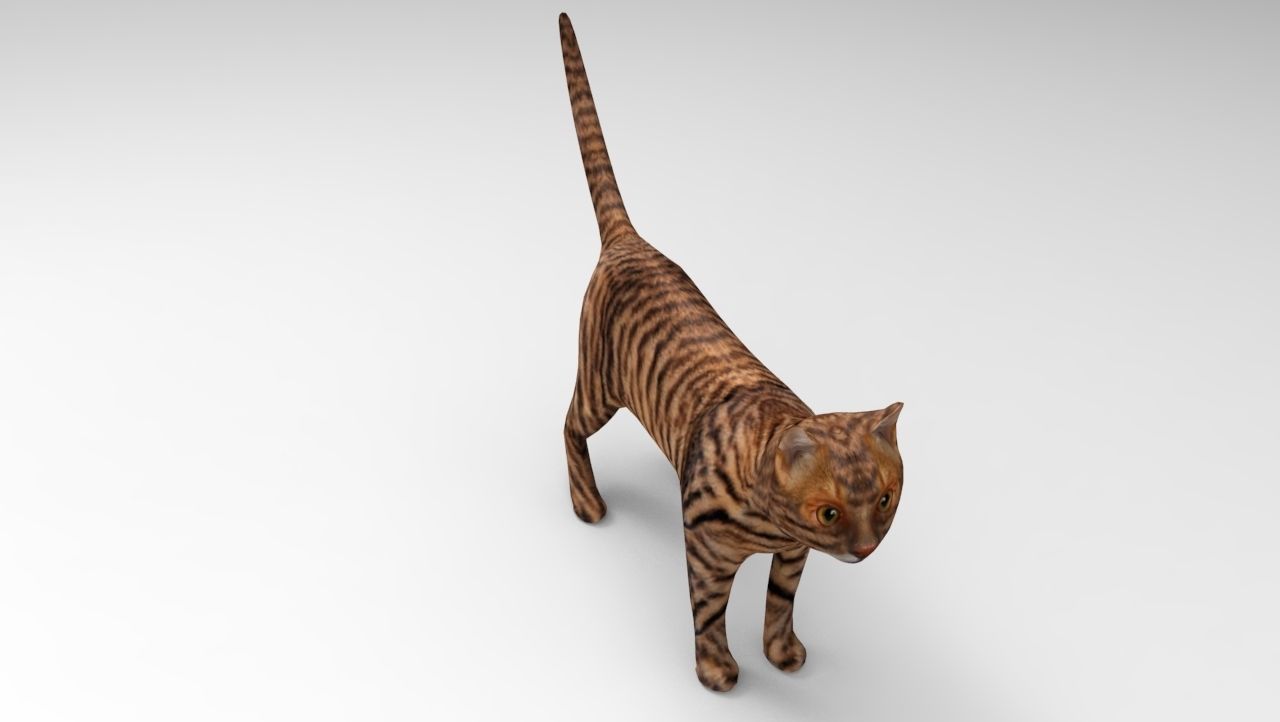 3d Wild Cat model  Low-poly 3D model_10