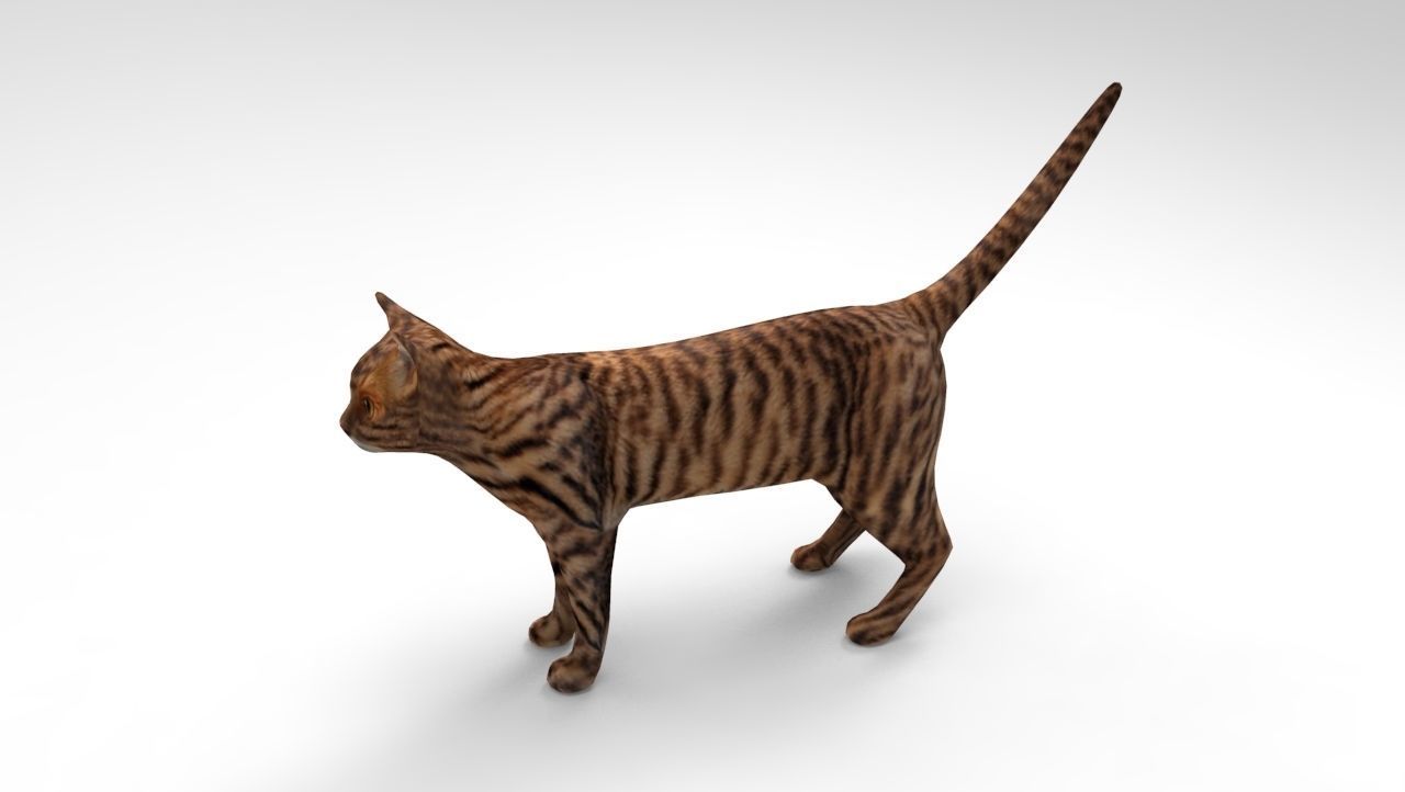3d Wild Cat model  Low-poly 3D model_12