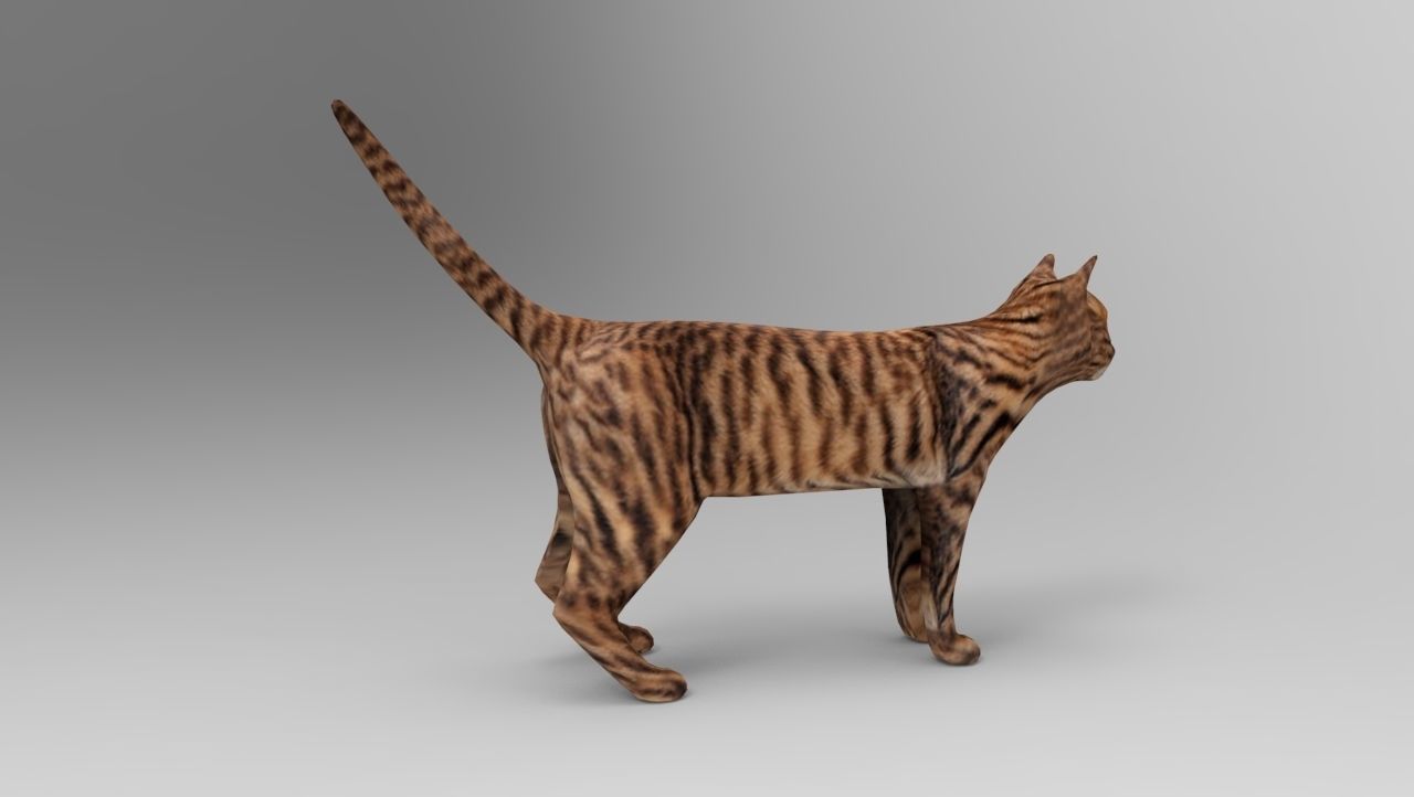 3d Wild Cat model  Low-poly 3D model_6
