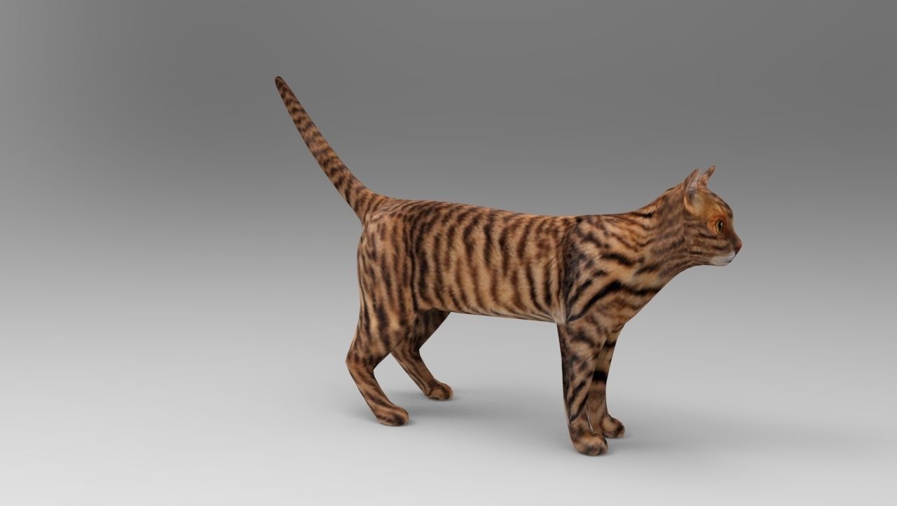 3d Wild Cat model  Low-poly 3D model_7