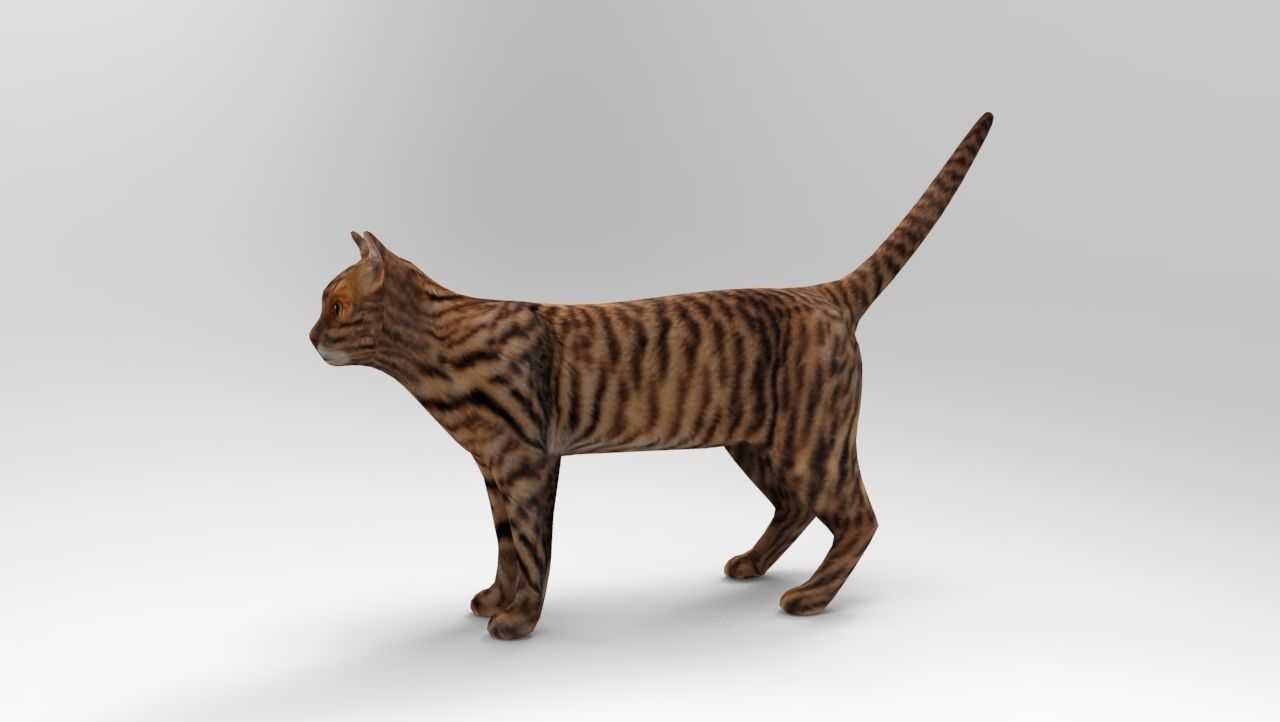 3d Wild Cat model  Low-poly 3D model_2