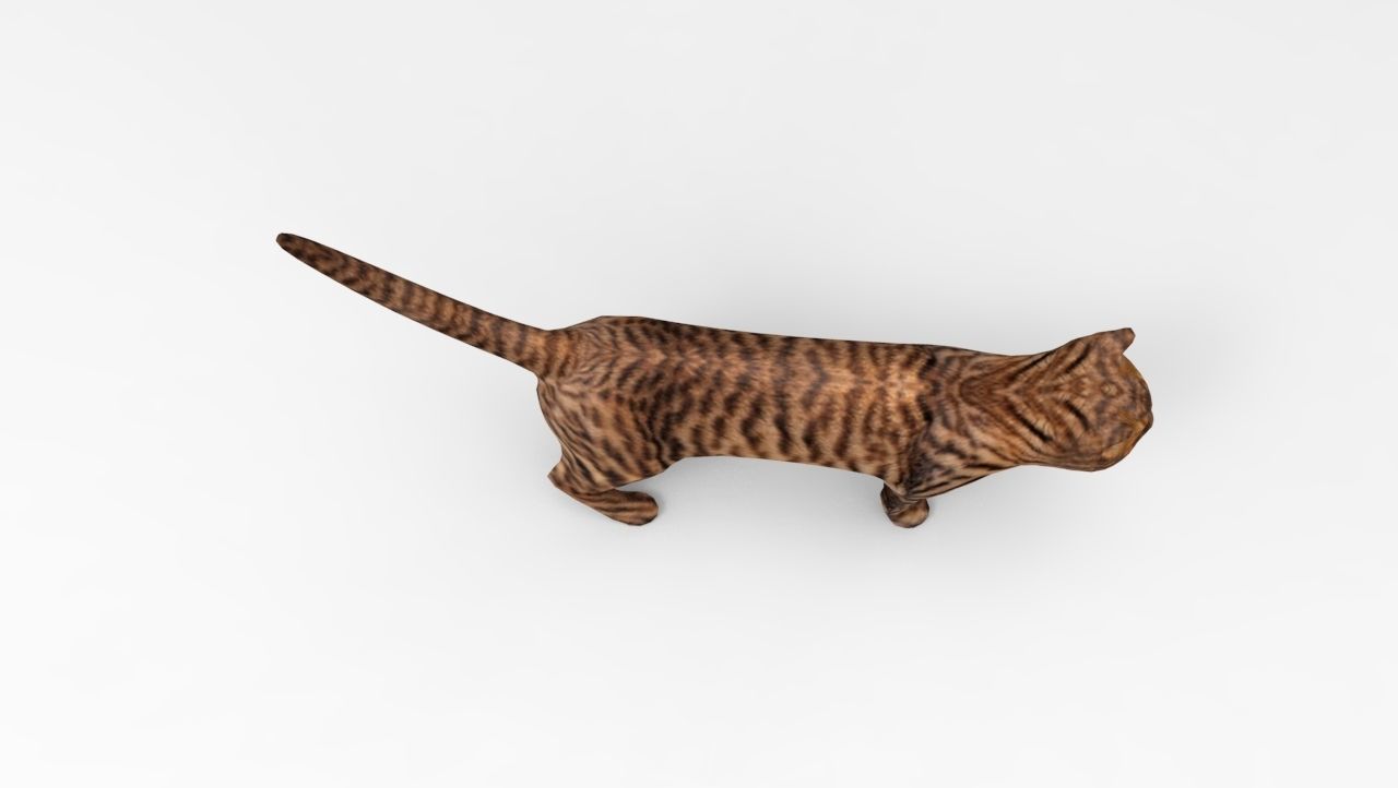 3d Wild Cat model  Low-poly 3D model_11
