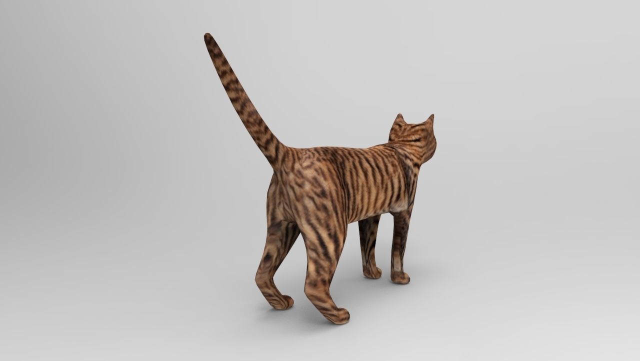 3d Wild Cat model  Low-poly 3D model_5
