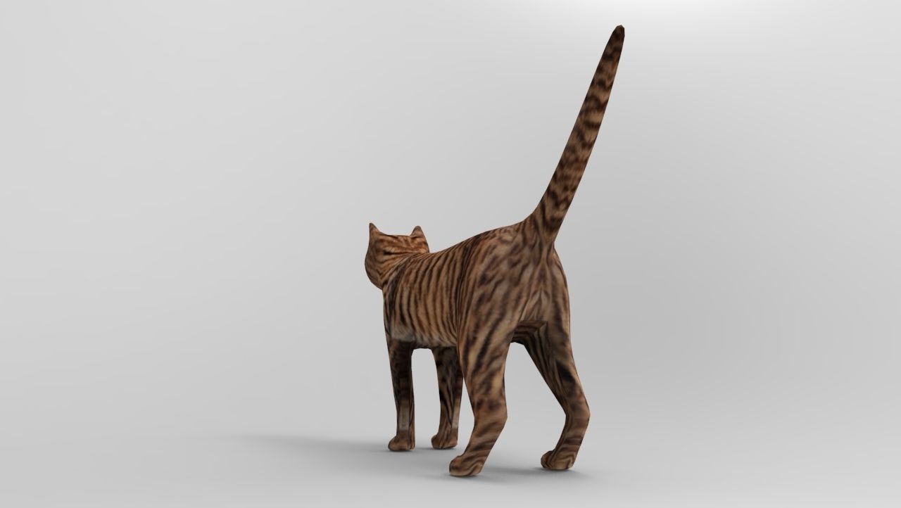 3d Wild Cat model  Low-poly 3D model_13