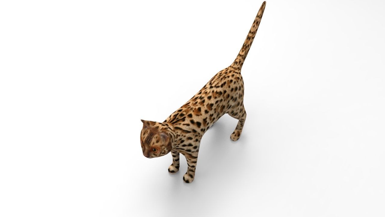 3D Wild Cat game ready low poly model  Low-poly 3D model_10