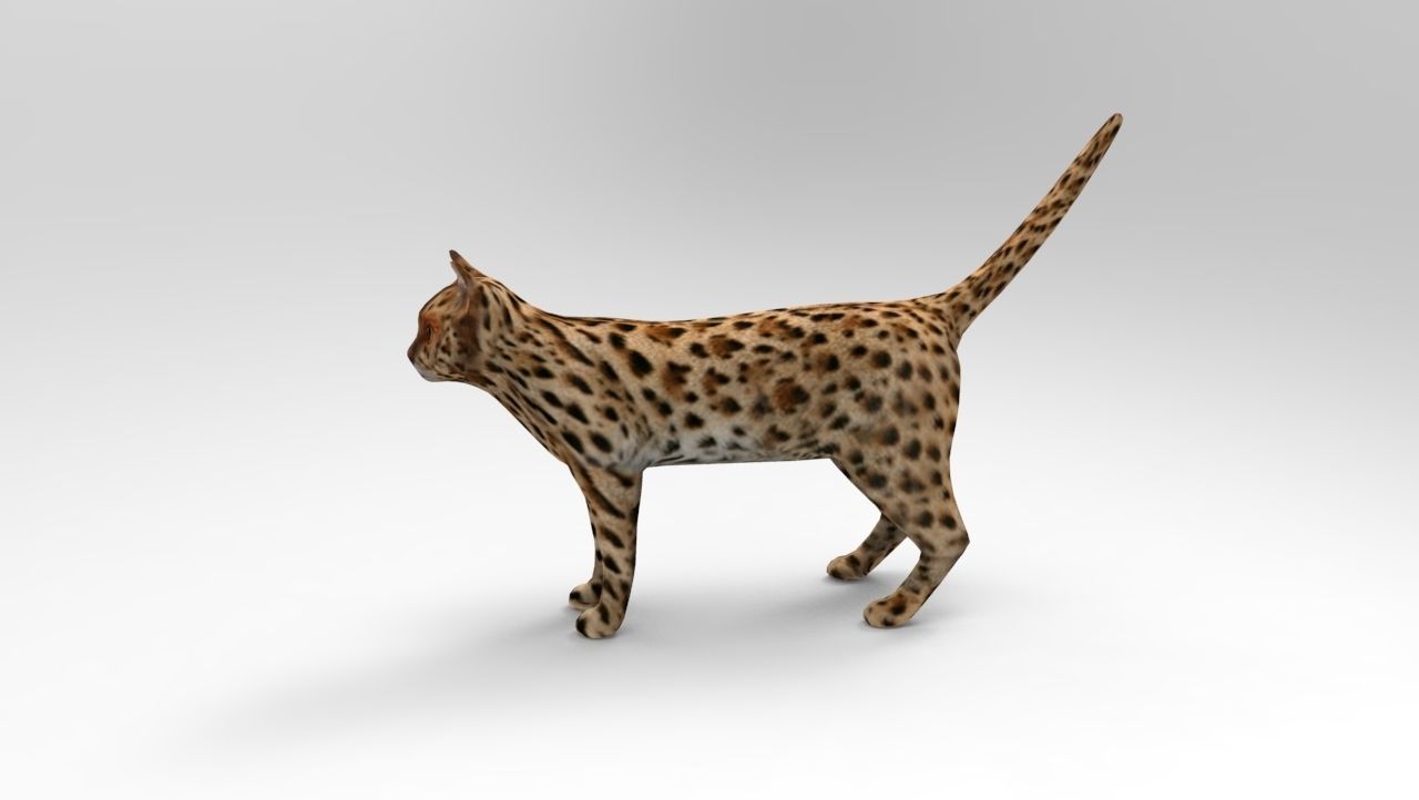 3D Wild Cat game ready low poly model  Low-poly 3D model_2