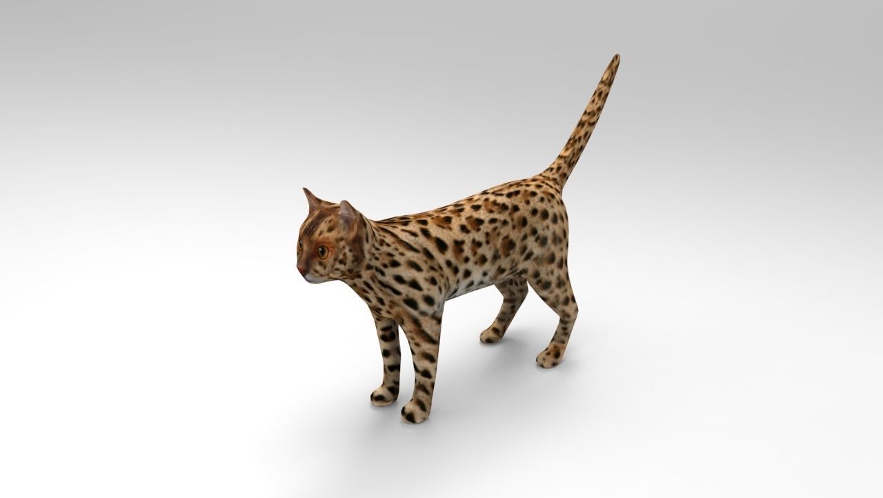 3D Wild Cat game ready low poly model  Low-poly 3D model_1
