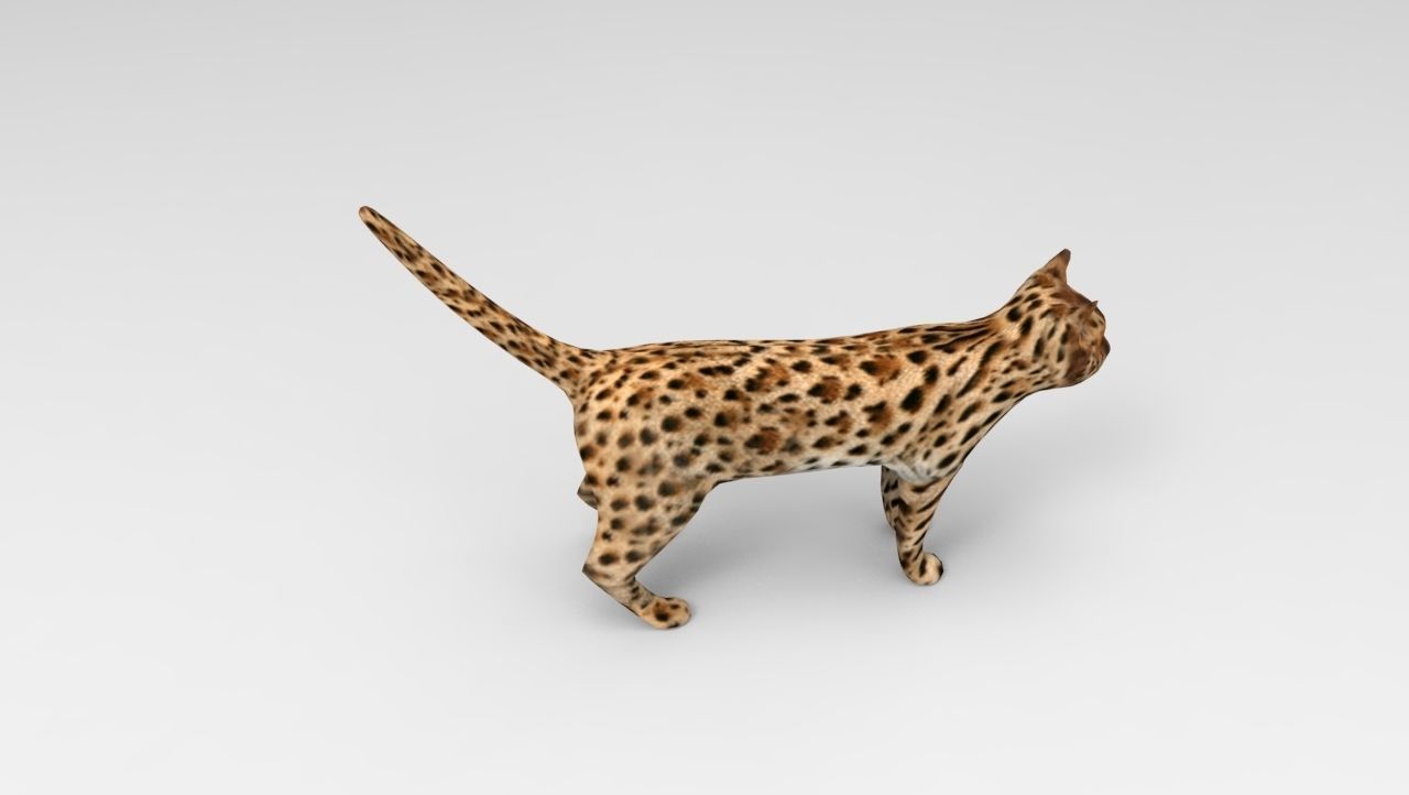 3D Wild Cat game ready low poly model  Low-poly 3D model_12