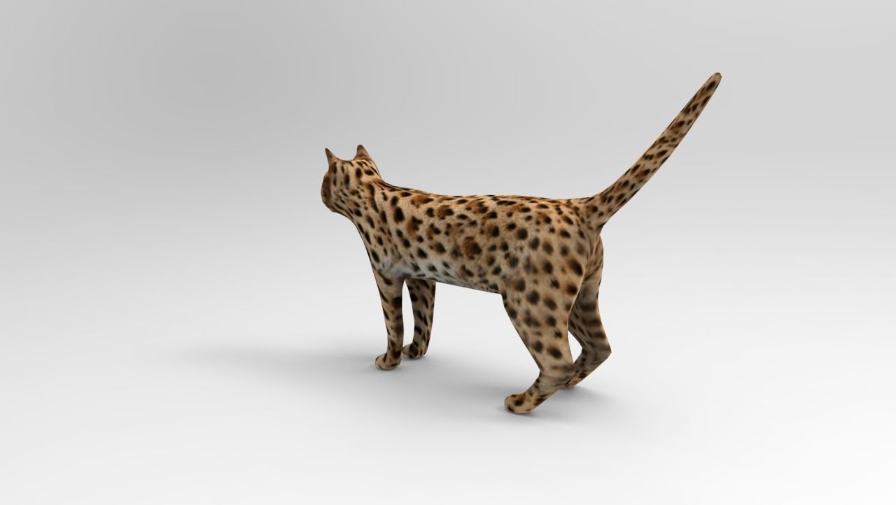 3D Wild Cat game ready low poly model  Low-poly 3D model_3