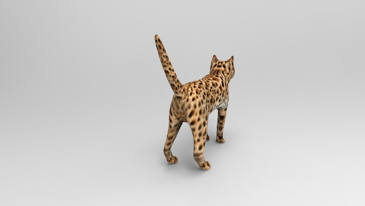 3D Wild Cat game ready low poly model  Low-poly 3D model_5
