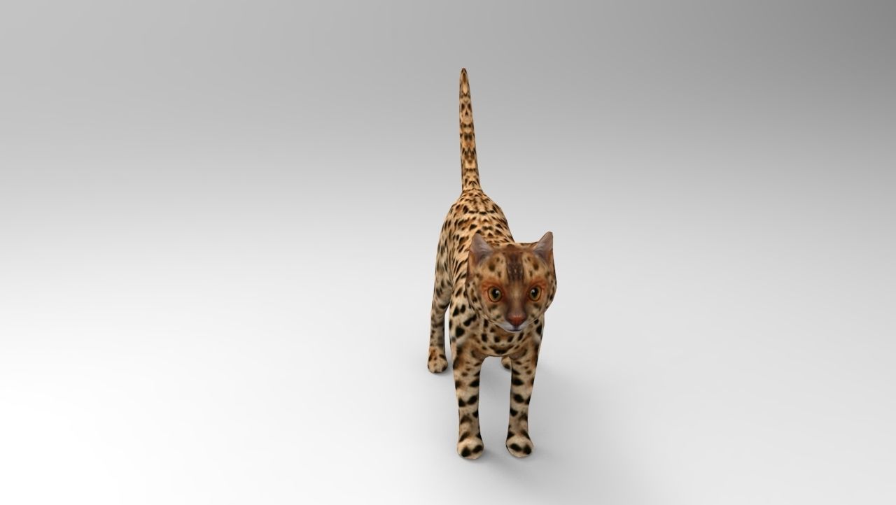 3D Wild Cat game ready low poly model  Low-poly 3D model_16