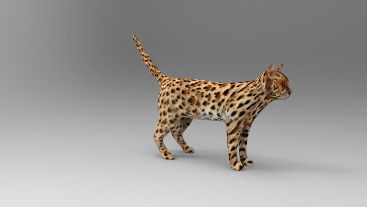 3D Wild Cat game ready low poly model  Low-poly 3D model_7