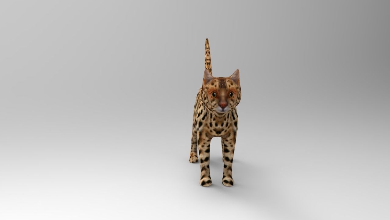3D Wild Cat game ready low poly model  Low-poly 3D model_9
