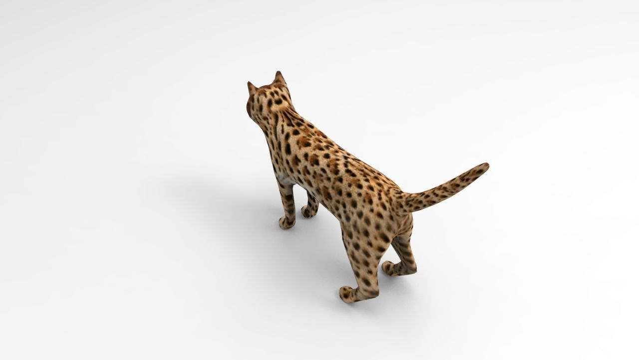 3D Wild Cat game ready low poly model  Low-poly 3D model_14