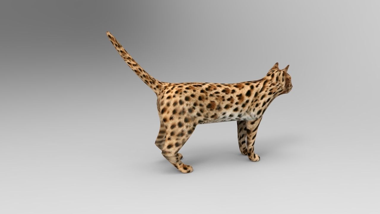 3D Wild Cat game ready low poly model  Low-poly 3D model_6