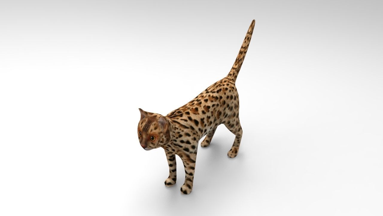 3D Wild Cat game ready low poly model  Low-poly 3D model_15
