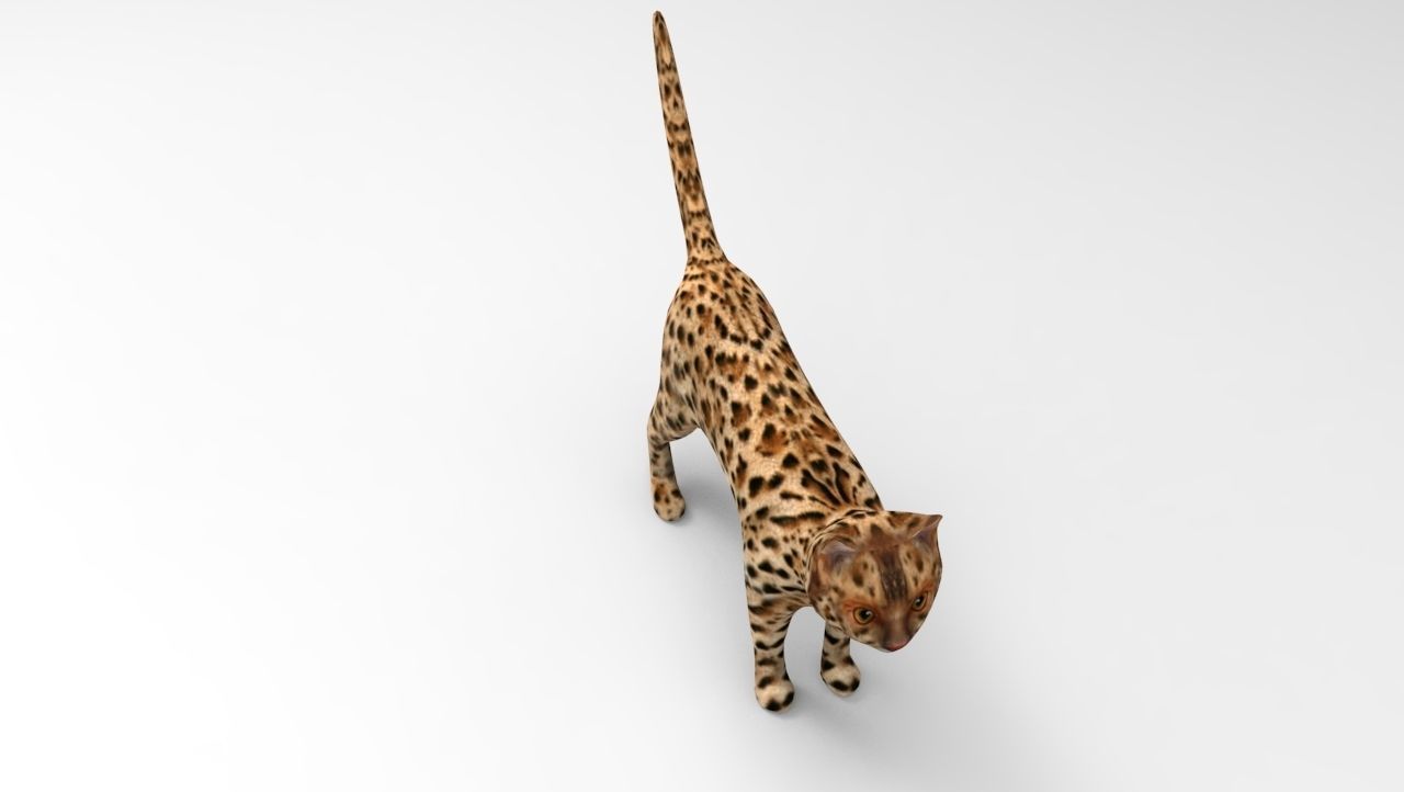3D Wild Cat game ready low poly model  Low-poly 3D model_11