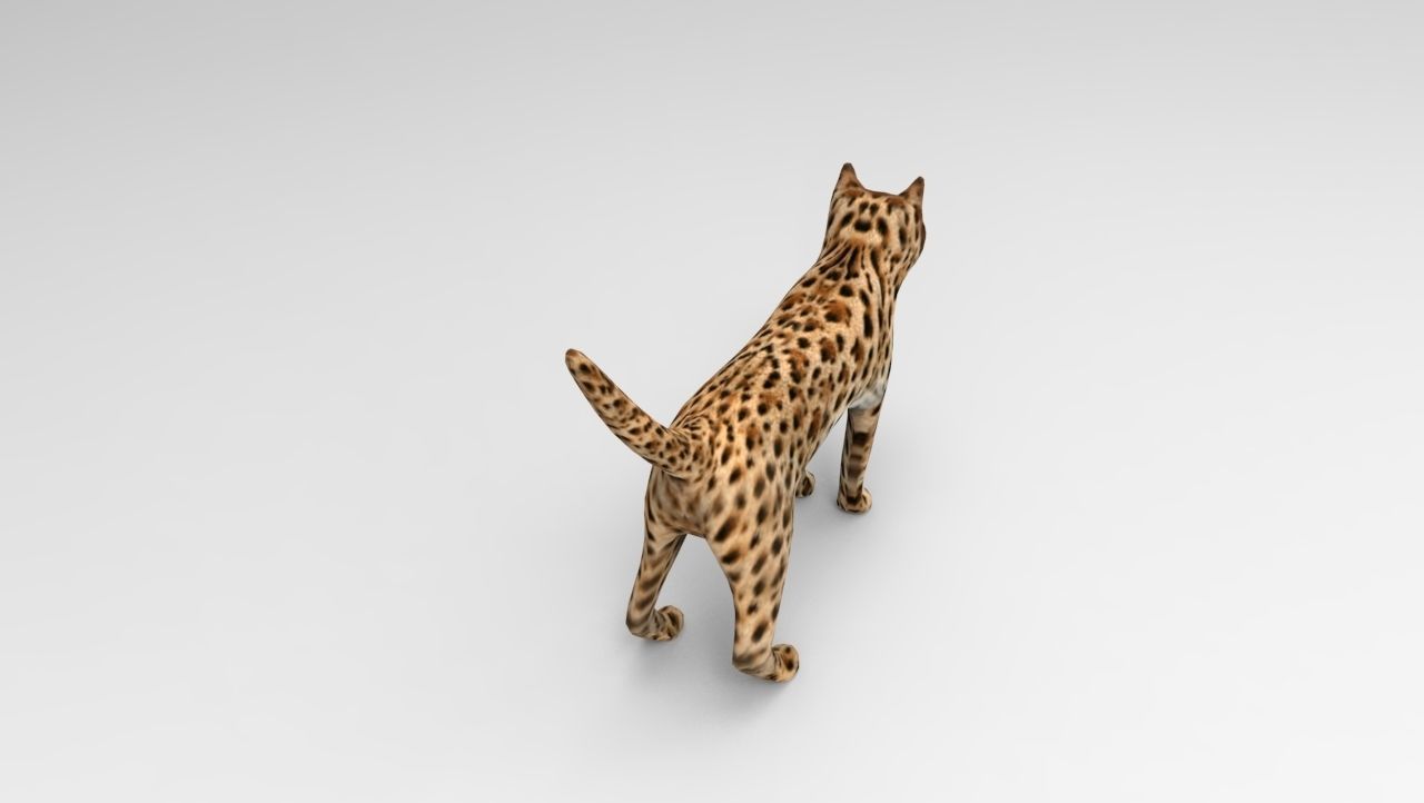 3D Wild Cat game ready low poly model  Low-poly 3D model_13
