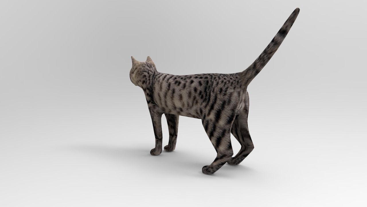 3D Pet Cat Model Low-poly 3D model_2
