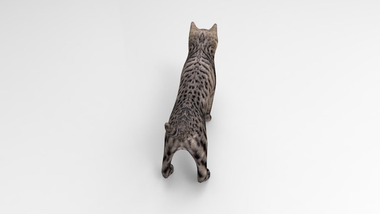3D Pet Cat Model Low-poly 3D model_13