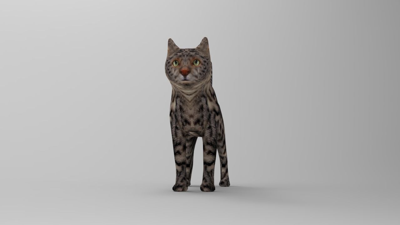3D Pet Cat Model Low-poly 3D model_9