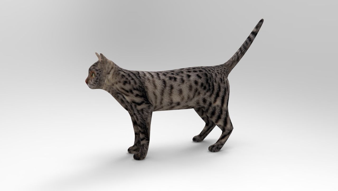 3D Pet Cat Model Low-poly 3D model_1