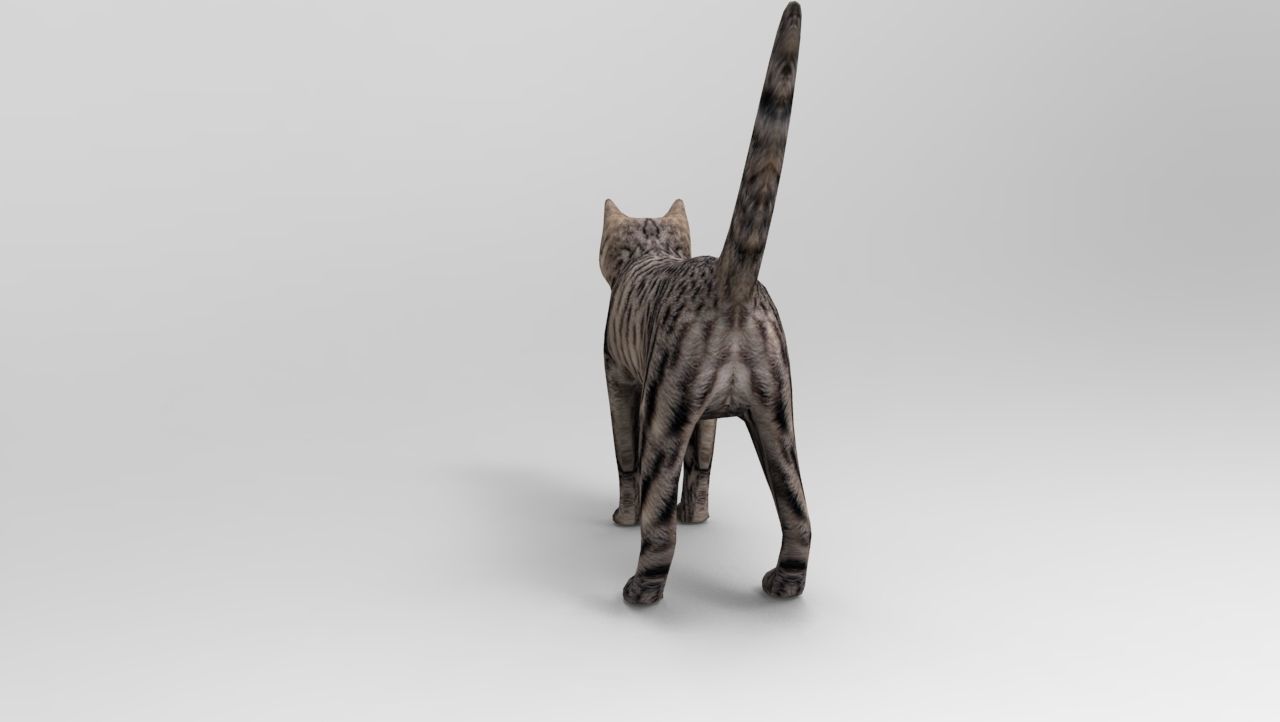 3D Pet Cat Model Low-poly 3D model_3