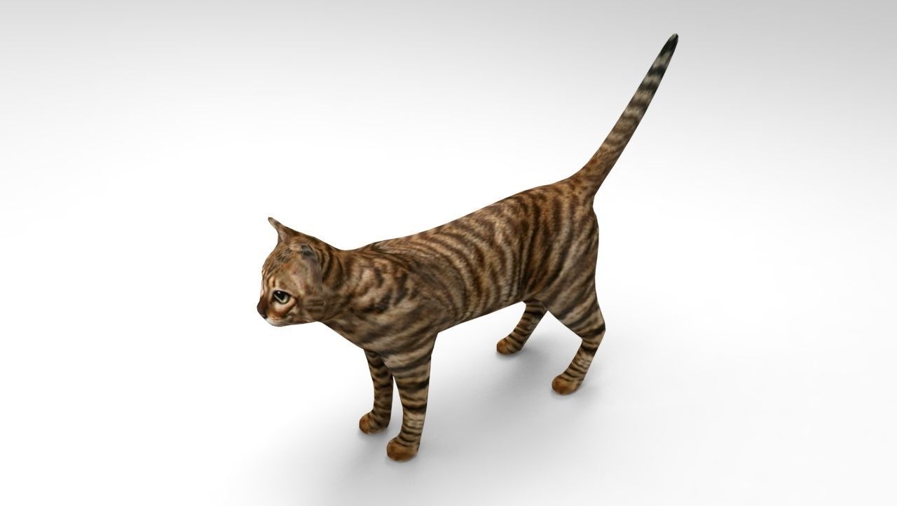 3d Cat wild low poly model Low-poly 3D model_13