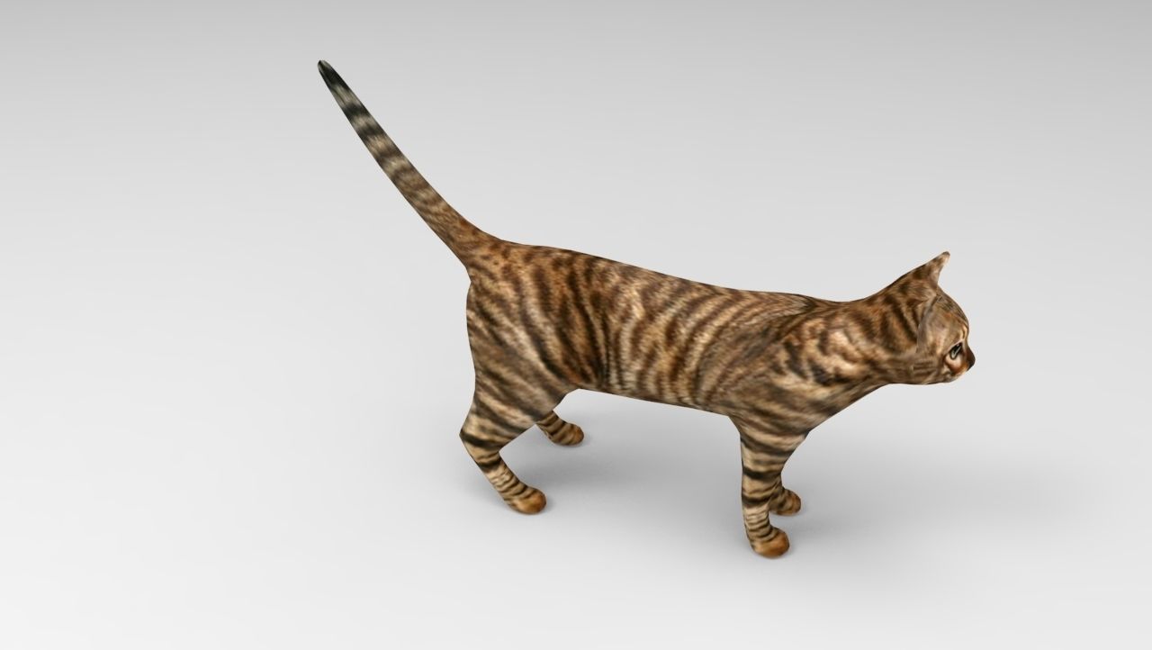 3d Cat wild low poly model Low-poly 3D model_12